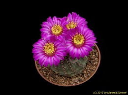 Echinocereus pulchellus v. venustus 1573